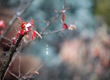 《小寒》正是小寒天气，三九了。一九二九不出手，三九四九冰上走。今年一场雪还没下，大地却都上冻了。[详细]