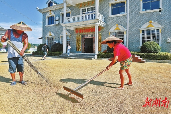 9月20日，漫水村村民在操坪晒稻谷。