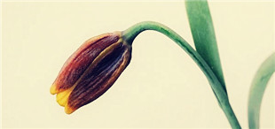 《赤兔博异馆》