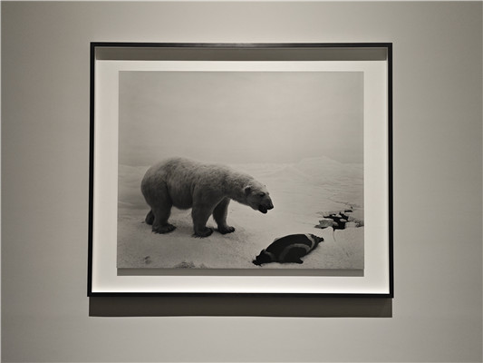 杉本博司“透视画馆”系列之《北极熊》