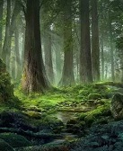 杜涯：隐秘的树林（组诗）