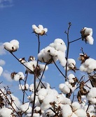 朱朝敏:生死棉花