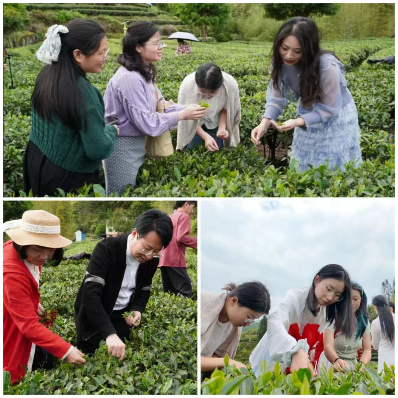 在五指峰乡江西省犹江红韵生态茶园基地体验采茶