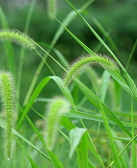 凸凹：虫草与本分