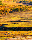 王芸:十三个半的乡愁
