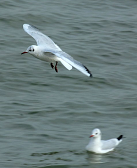 张永权:40载人鸥情缘