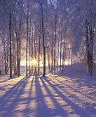 王军：腊月初八那场雪