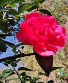 那些听大本曲的日子