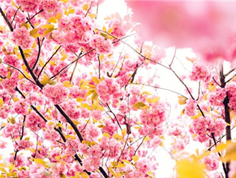 2025年度报告文学：触摸中国心跳 记录人间烟火