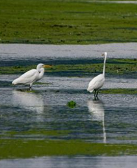 南帆：过江访白鹭