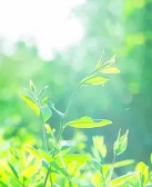 朱以撒：阳光正好