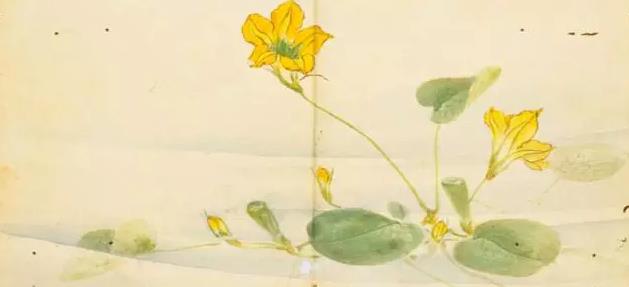 "参差荇菜,左右采之",《诗经》中的荇菜图.