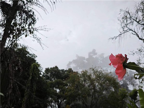 “云海”为远处的植物平添几分朦胧美