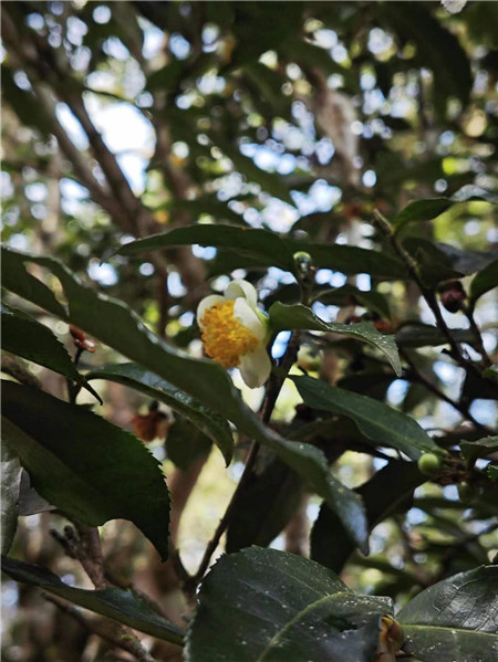 古茶林间绽放在枝头的茶花飘散阵阵清香