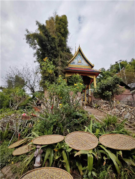 晾晒茶花。寨子里的生活随处可见与茶有关的小景