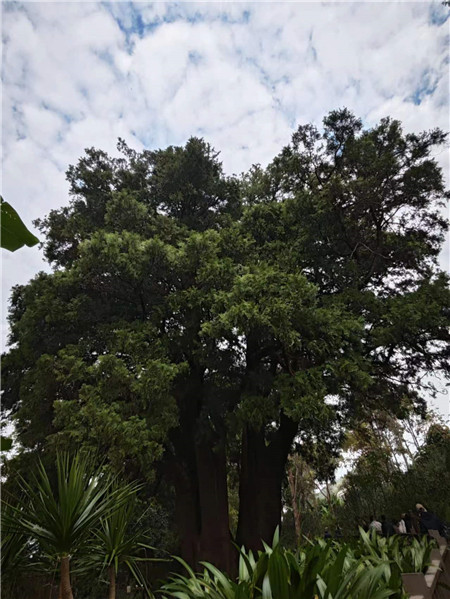 来到翁基古寨，不能不注意到一座寺庙和一棵古树。寺庙是帕哎冷寺，古树则是一棵古柏树。翁基古柏经研究鉴定，树龄在2500年以上，树根径围11米，胸径3.5米，树高20余米。相传翁基后山上有妖龙为恶村里，为解除村民苦难，一佛爷来到村头打坐诵经，点化恶龙。日久天长，恶龙终受感化而变身成为柏树。它与古寺相伴相生，绿荫蔽天，村民称此景观为“古柏听经”。