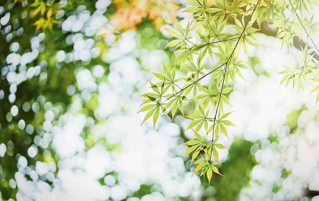 诗词里的初夏