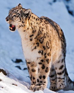 《雪豹纪事》-散文-王剑冰