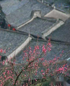 聂鑫森:梅花老屋