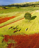 简默:故乡是两棵树