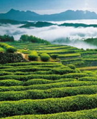 南翔：赣西那一片磅礴的绿海