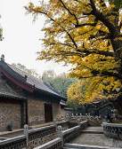 朱鸿：晋祠的树