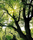 厉彦林：刀痕与甜蜜