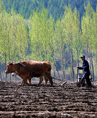 周云戈：忙碌备春耕