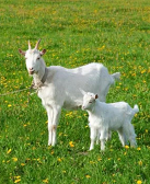 阿微木依萝：三只山羊