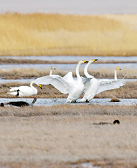 胡性能:候鸟的驿站