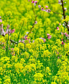 舒飞廉:春天的聚会