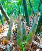 洪忠佩：山中记笋