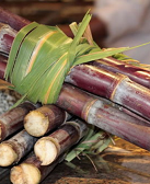 邓宗良：甘蔗季节