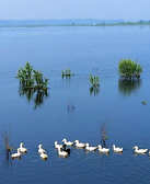 万世雄：桐湖纪事