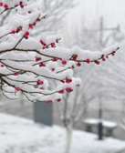 陈朴：雪落梅花图