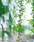 张执浩：如何在诗中吹响一支柳笛（外二首）