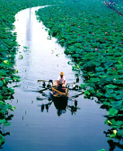 四四：白洋淀散记