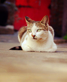 赵琳：达布察克镇:猫事