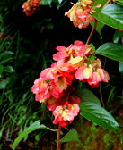 山海棠