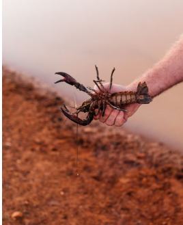 吴子悠：夏日钓虾记