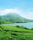 钟法权:海边的茶山