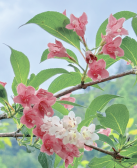 冯艺:紫水海棠两苍茫