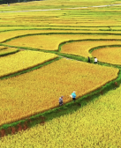凌仕江:稻田里的风景