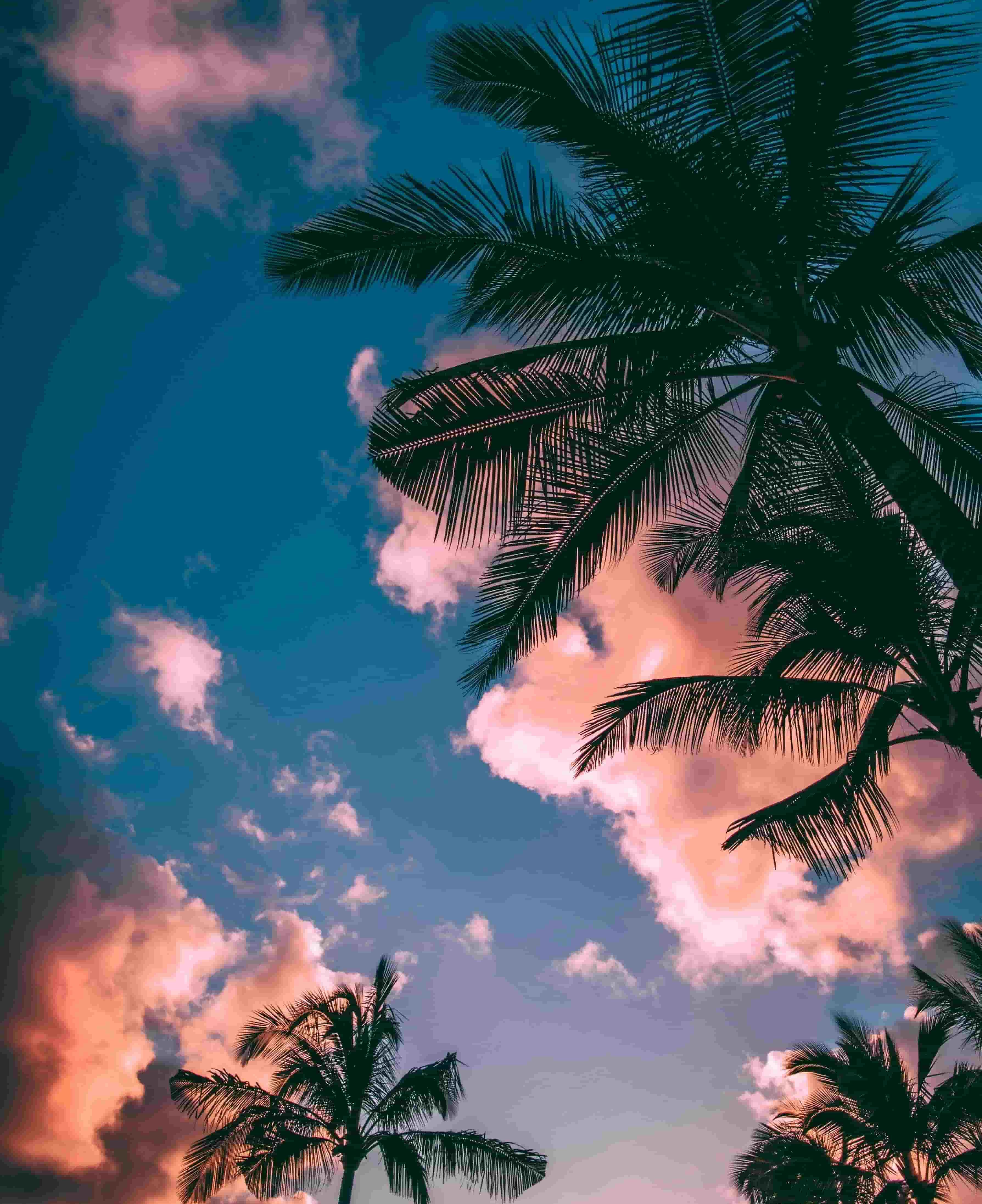 刘夏阳:夏天的尾巴