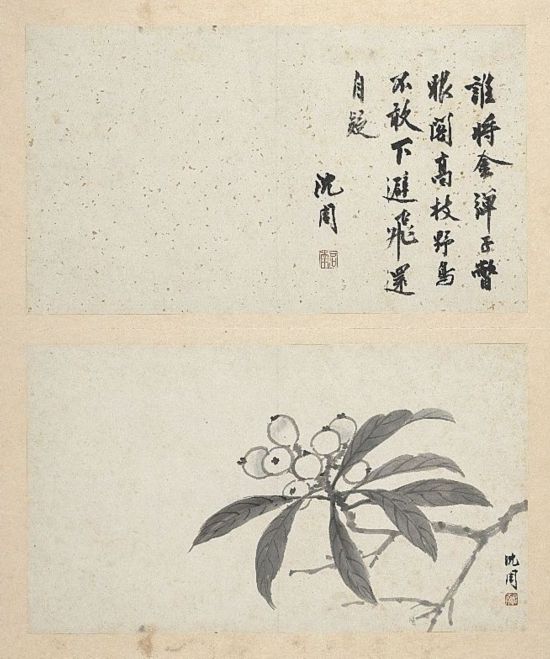 明 沈周  画枇杷  本幅选自台北故宫博物院藏沈周“写意册”